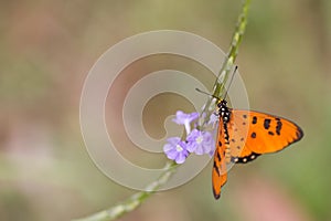 Tawny Coster butterfly - Acraea terpsicore Close-up photo